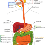 Weight Up, Got You Down? Look to Your Liver, the Metabolic Maestro and Weight Modulator